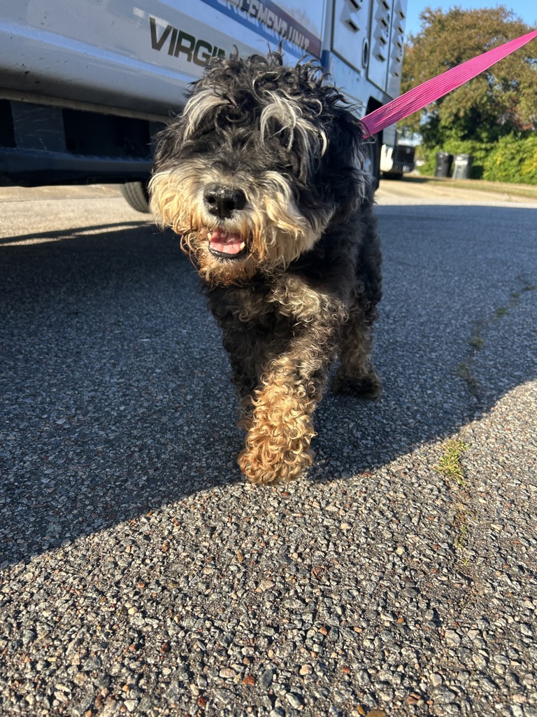 Shelter Stray Male Dog last seen Near Christa Court, VIRGINIA BEACH, VA, 23462, 341 S Birdneck Rd, Virginia Beach, VA 23451, USA