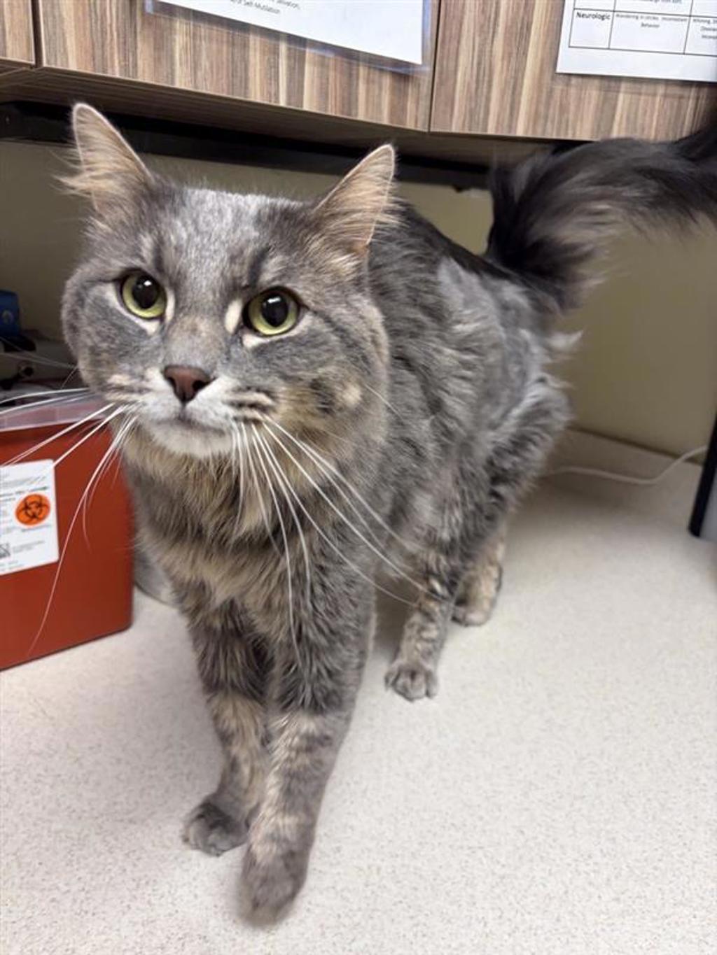 Shelter Stray Male Cat last seen Near 13th Avenue S, GREAT FALLS, MT, 59405, 1010 25th Ave NE, Great Falls, MT 59404, USA