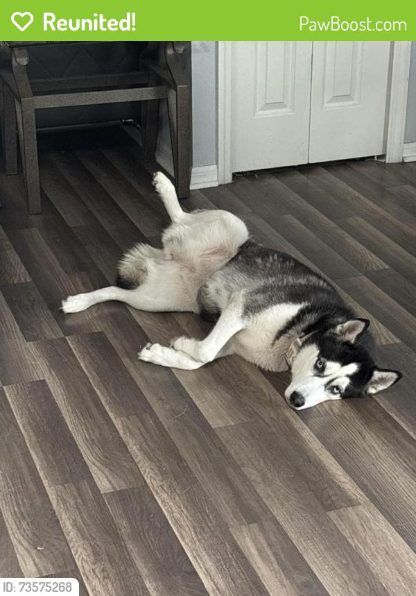 Reunited Female Dog last seen Pinebluff st Springhill fl 34609, Spring Hill, FL 34609