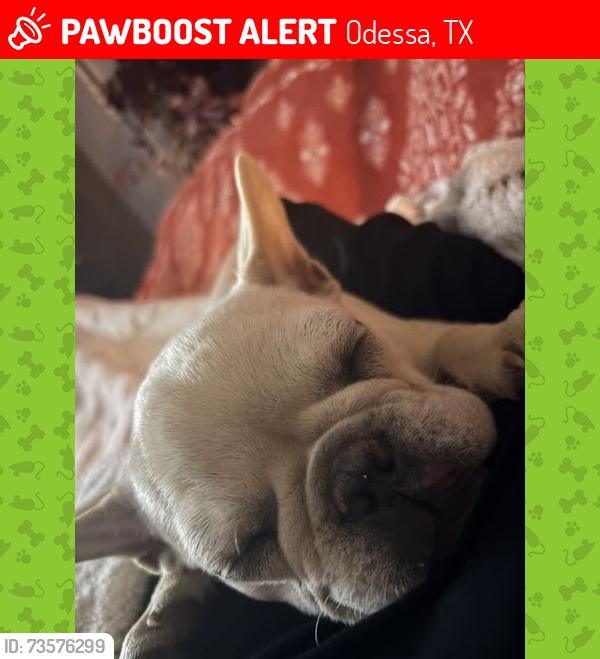 Lost Female Dog last seen Brock Ave, Odessa, TX 79763