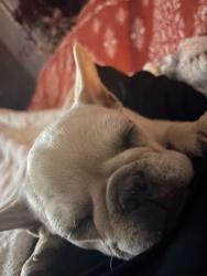 Lost Female Dog last seen Brock Ave, Odessa, TX 79763