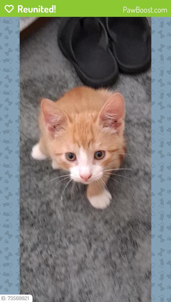 Reunited Male Cat last seen Seaton rd, lawn st, courtland av, Stamford, CT 06902