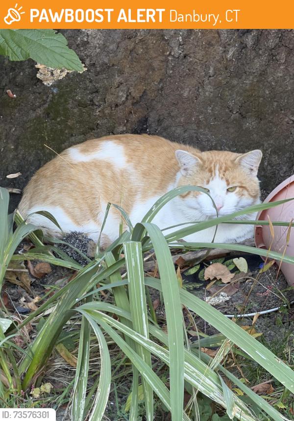 Found/Stray Unknown Cat last seen Franklyn st, Danbury CT, Danbury, CT 06810
