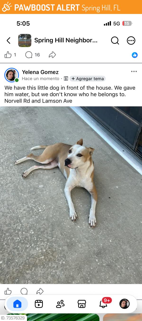 Found/Stray Female Dog last seen Norvell Rd, Spring Hill, FL 34608