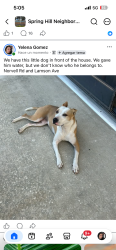 Found/Stray Female Dog last seen Norvell Rd, Spring Hill, FL 34608