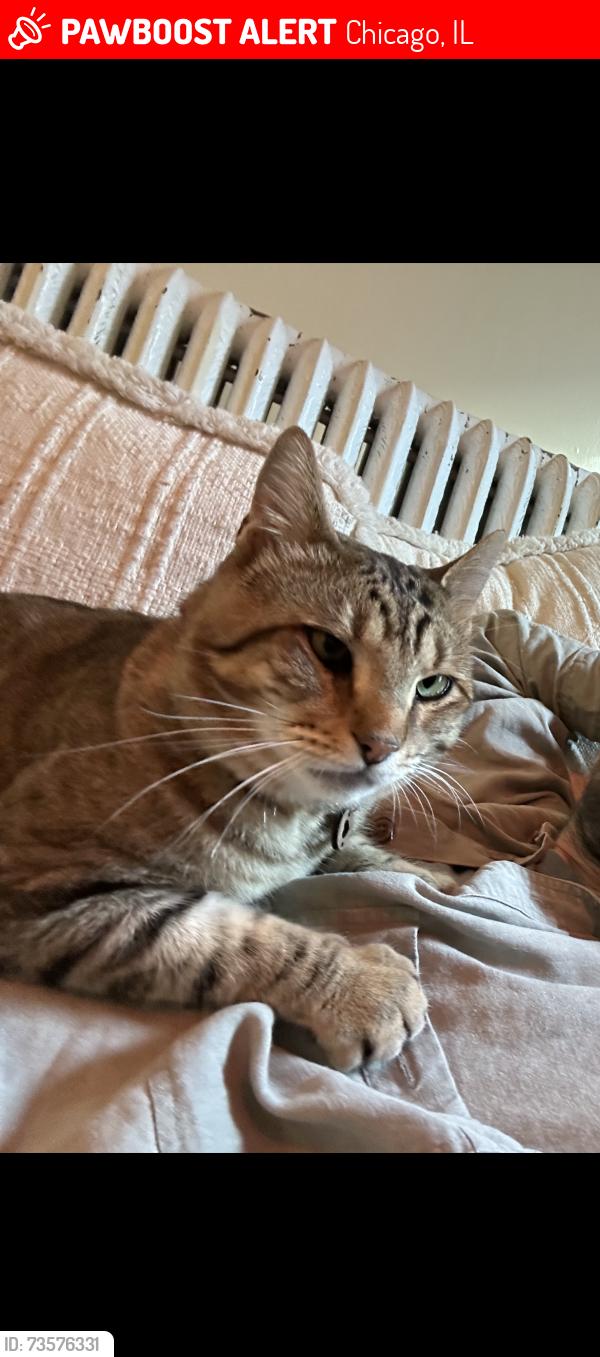 Lost Male Cat last seen Wolcott ave and greenleaf, Chicago, IL 60626