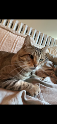 Lost Male Cat last seen Wolcott ave and greenleaf, Chicago, IL 60626