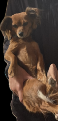 Lost Female Dog last seen Costello and Alexander, Mead Valley, CA 92570