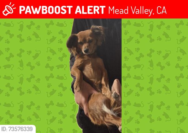 Lost Female Dog last seen Costello and Alexander, Mead Valley, CA 92570