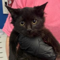 Shelter Stray Female Cat last seen , 244 Georgetown Rd, Jacksonville, NC 28540, USA