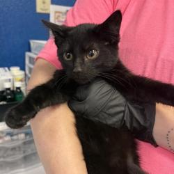 Shelter Stray Female Cat last seen , 244 Georgetown Rd, Jacksonville, NC 28540, USA