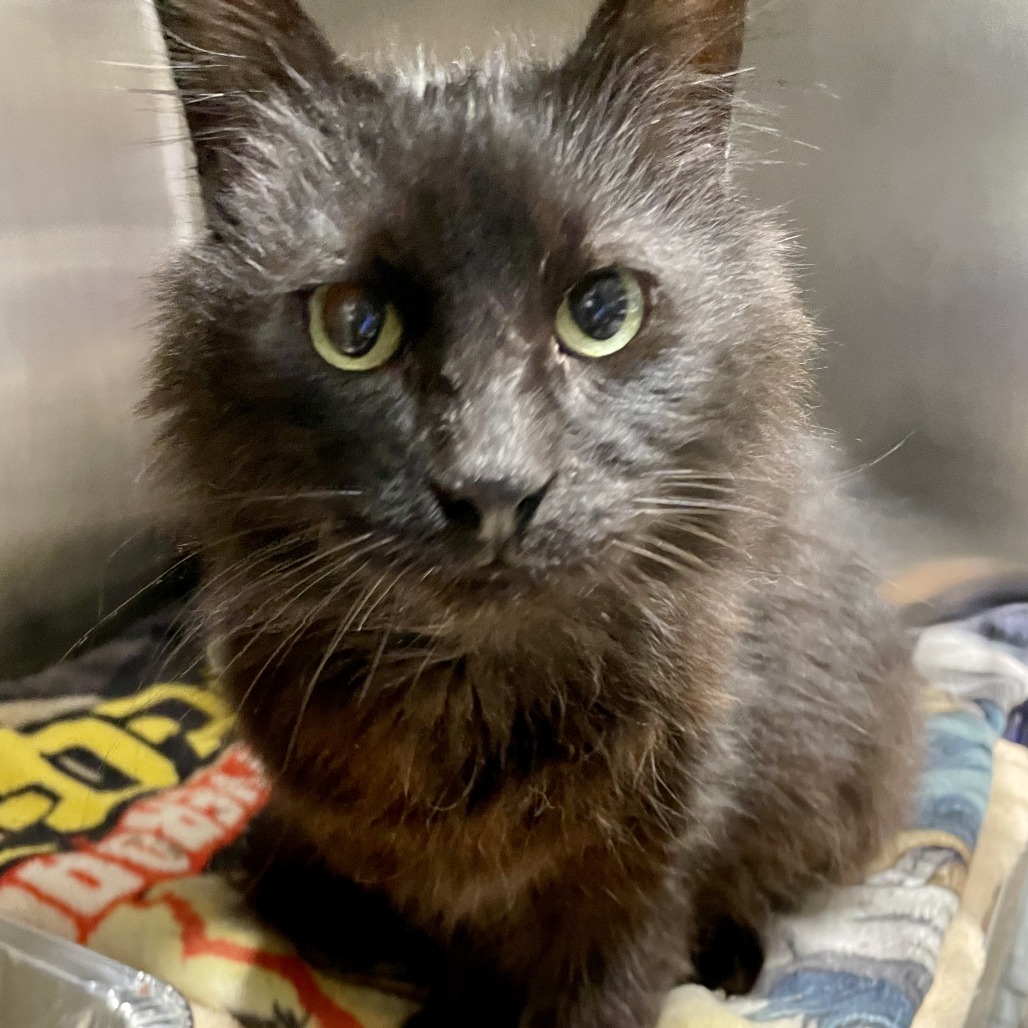 Shelter Stray Male Cat last seen , 21800 Central Ave, Matteson, IL 60443, USA