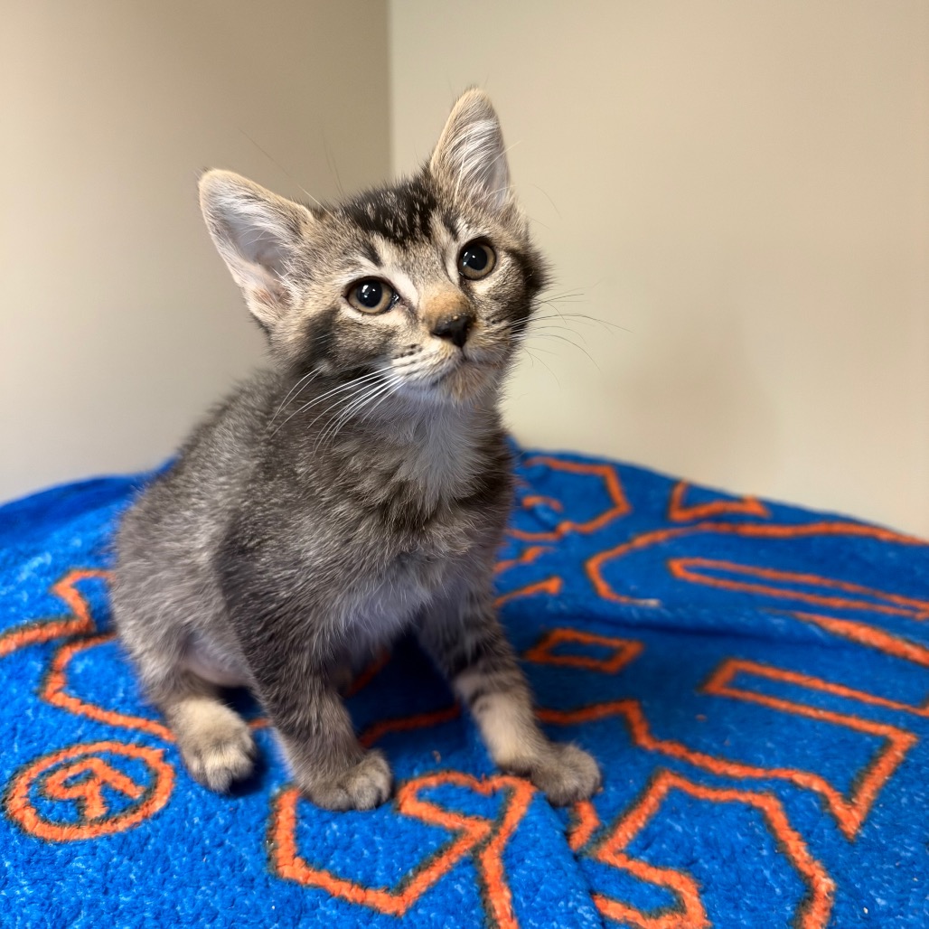 Shelter Stray Female Cat last seen , 8020 Washington St, Port Richey, FL 34668, USA