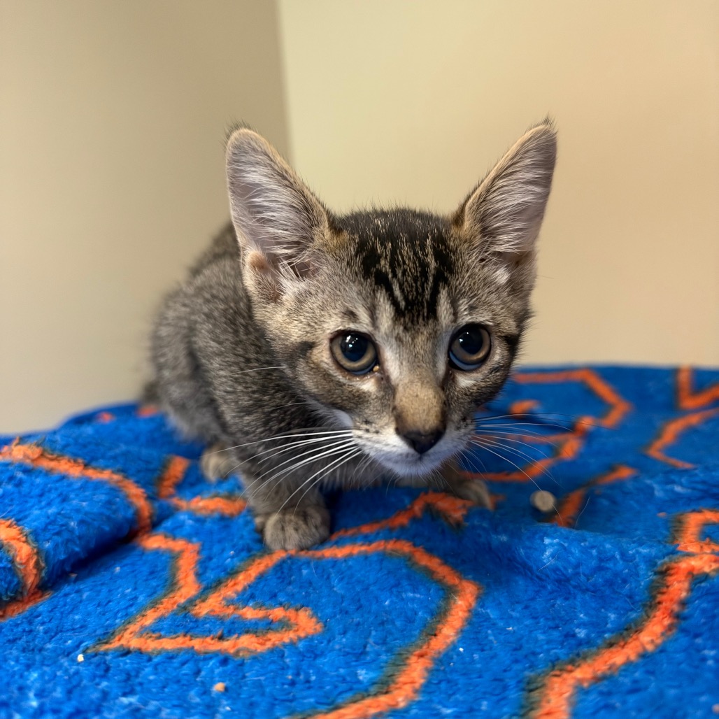 Shelter Stray Female Cat last seen , 8020 Washington St, Port Richey, FL 34668, USA