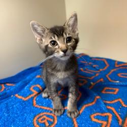 Shelter Stray Female Cat last seen , 8020 Washington St, Port Richey, FL 34668, USA