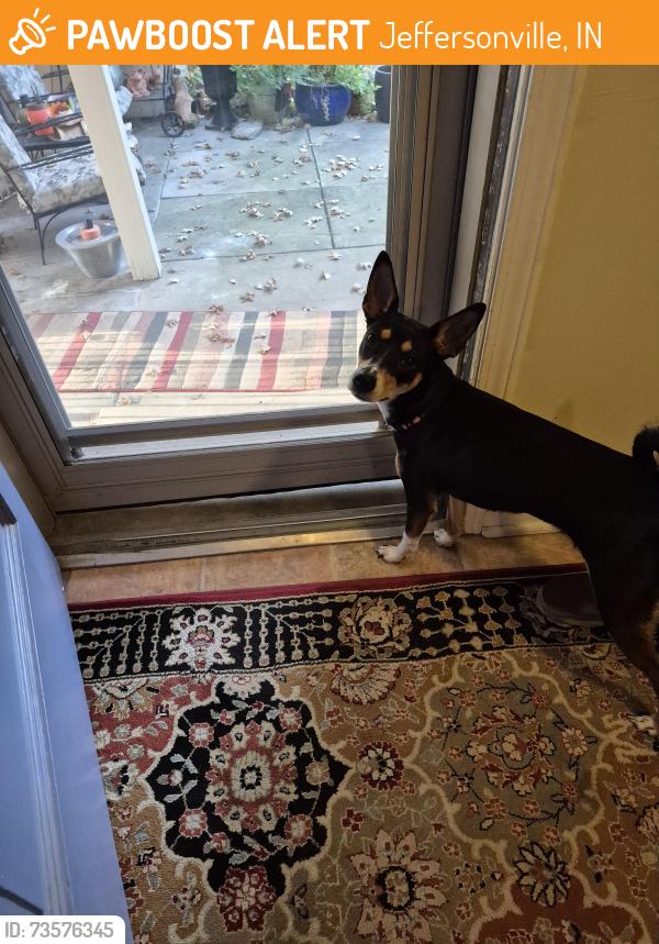 Found/Stray Female Dog last seen Charlestown ave park place, Jeffersonville, IN 47130