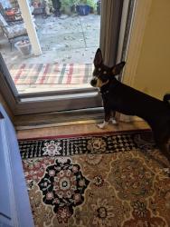 Found/Stray Female Dog last seen Charlestown ave park place, Jeffersonville, IN 47130