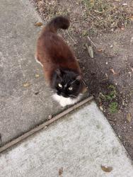 Found/Stray Unknown Cat last seen Bissonet, Purdue, Davis, Metairie, LA 70003
