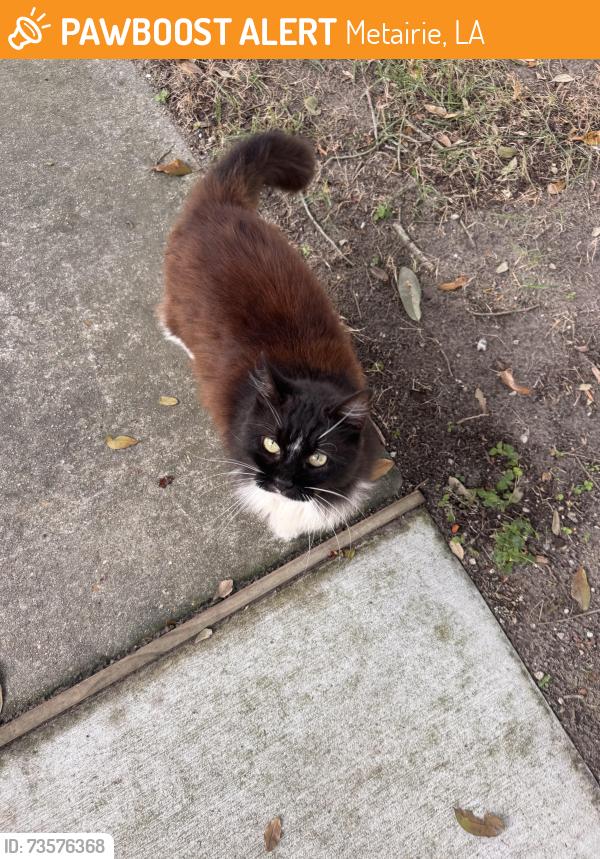 Found/Stray Unknown Cat last seen Bissonet, Purdue, Davis, Metairie, LA 70003