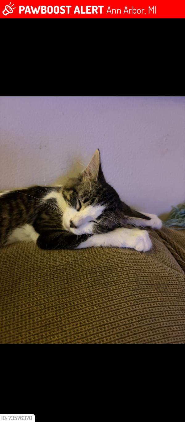 Lost Female Cat last seen Stadium Blvd- Pioneer Highschool, Ann Arbor, MI 48103
