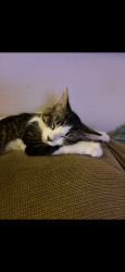 Lost Female Cat last seen Stadium Blvd- Pioneer Highschool, Ann Arbor, MI 48103