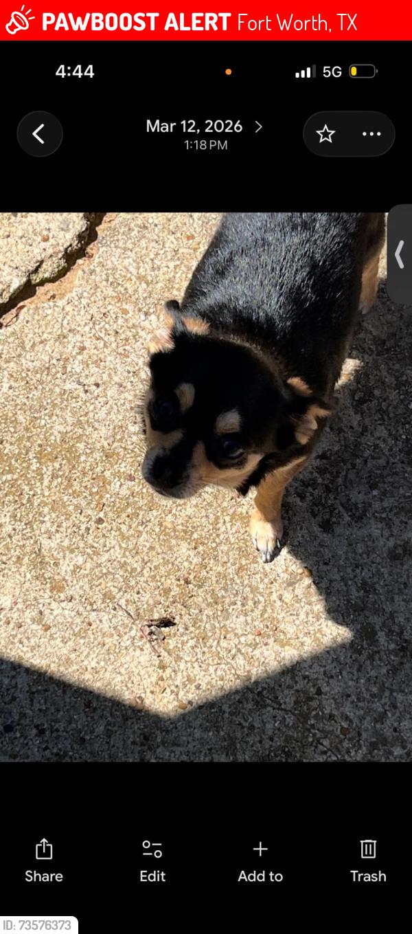 Lost Female Dog last seen E. Berry and 820, Fort Worth, TX 76119