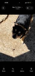 Lost Female Dog last seen E. Berry and 820, Fort Worth, TX 76119