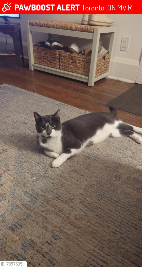 Lost Male Cat last seen Near Central Street, Toronto, ON M8V 2R6
