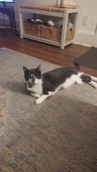 Lost Male Cat last seen Near Central Street, Toronto, ON M8V 2R6