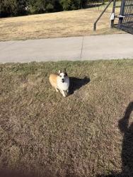 Lost Male Dog last seen Near and 2264, Rhome, TX 76078
