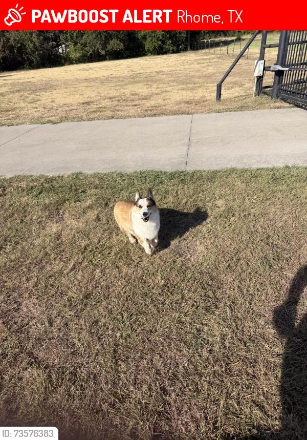 Lost Male Dog last seen Near and 2264, Rhome, TX 76078