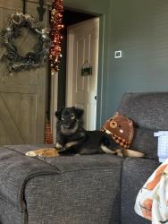 Lost Male Dog last seen Charme by eagle apmts, Denton, TX 76205