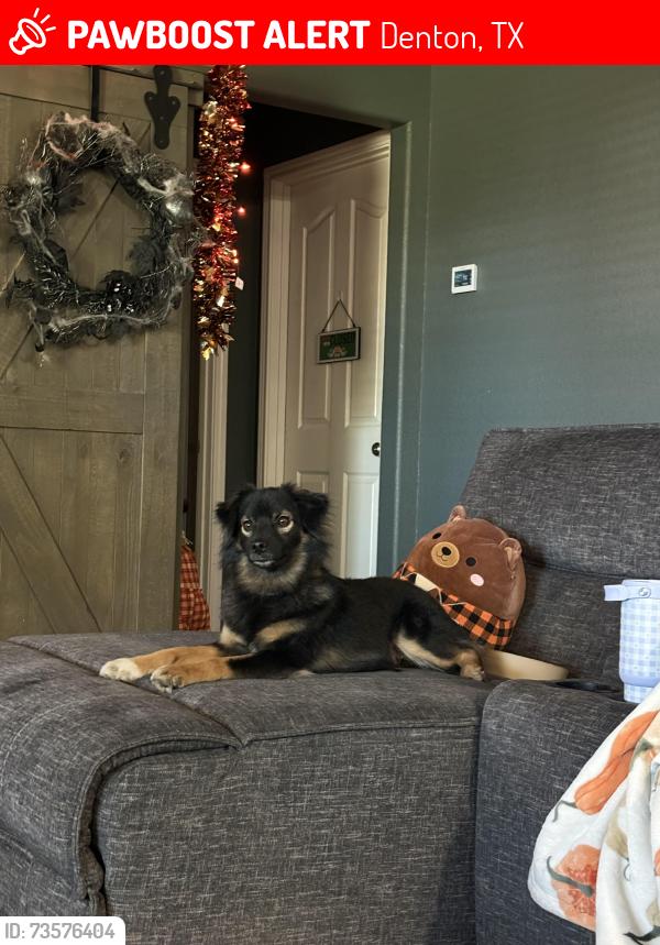 Lost Male Dog last seen Charme by eagle apmts, Denton, TX 76205