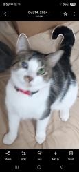 Lost Male Cat last seen Peter st, Lake Orion, MI 48359