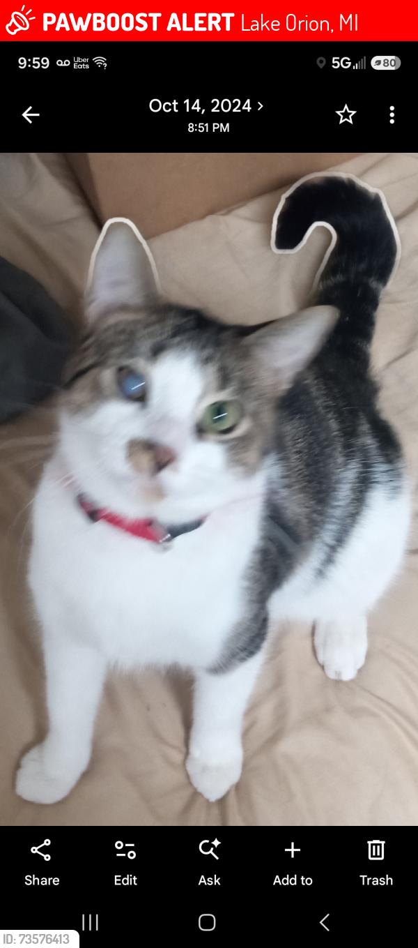 Lost Male Cat last seen Peter st, Lake Orion, MI 48359