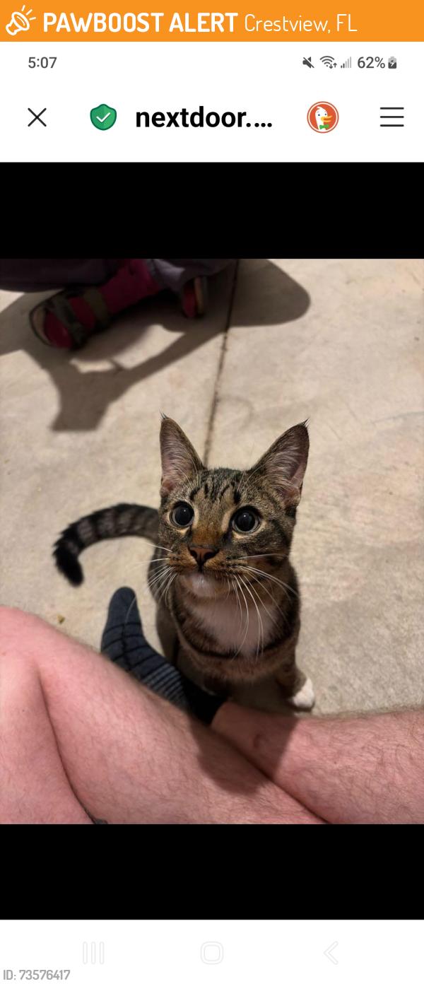Found/Stray Unknown Cat last seen Resatone, Crestview, FL 32539