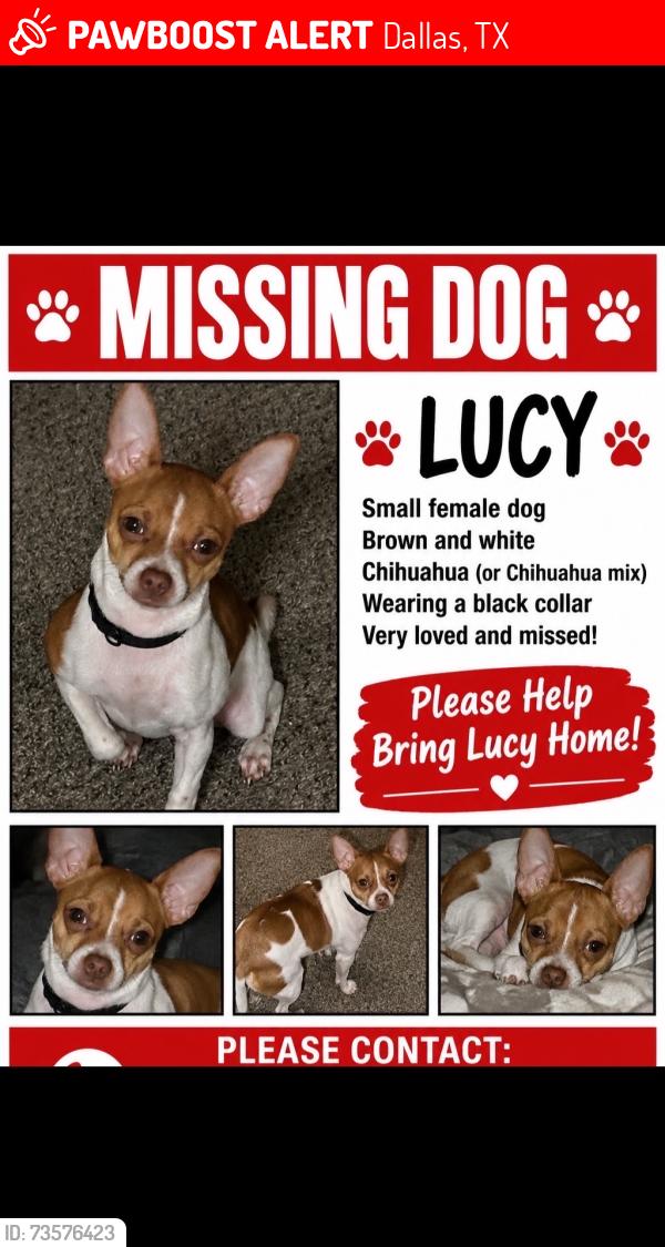 Lost Female Dog last seen Holbrook apmts, Dallas, TX 75227