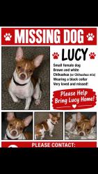 Lost Female Dog last seen Holbrook apmts, Dallas, TX 75227