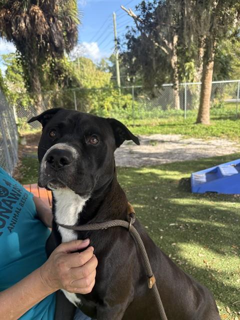 Shelter Stray Male Dog last seen RUNAWAYS RESCUE, 19640 Dogpatch Ln, Land O' Lakes, FL 34638, USA