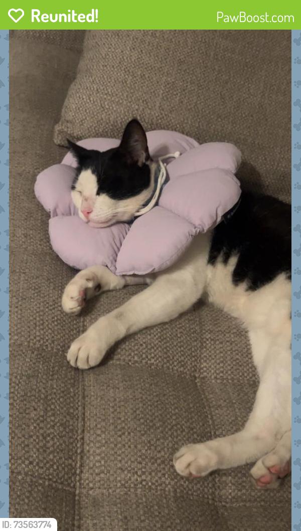 Reunited Male Cat last seen Los coyotes country club, Buena Park, CA 90621