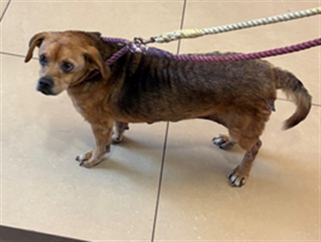 Shelter Stray Male Dog last seen LAKESHORE BLVD, 19640 Dogpatch Ln, Land O' Lakes, FL 34638, USA