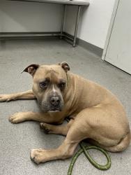 Shelter Stray Male Dog last seen FOUND IN PARK AT FRONT AND JACKSON, 1419 Bryant St, San Francisco, CA 94103, USA