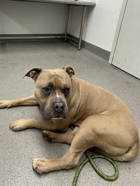 Shelter Stray Male Dog last seen FOUND IN PARK AT FRONT AND JACKSON, 1419 Bryant St, San Francisco, CA 94103, USA