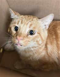 Shelter Stray Male Cat last seen EXPOSITION BLVD & RESPONSE RD, 2127 Front St, Sacramento, CA 95818, USA