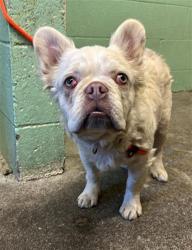 Shelter Stray Male Dog last seen ROSALIND ST & MARYSVILLE BLVD, 2127 Front St, Sacramento, CA 95818, USA