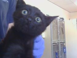 Shelter Stray Male Cat last seen FLAGSTAFF DR/ HAYCOCK ST, 95683, 3839 Bradshaw Rd, Sacramento, CA 95827, USA