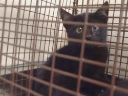 Shelter Stray Male Cat last seen FLAGSTAFF DR/ HAYCOCK ST, 95683, 3839 Bradshaw Rd, Sacramento, CA 95827, USA