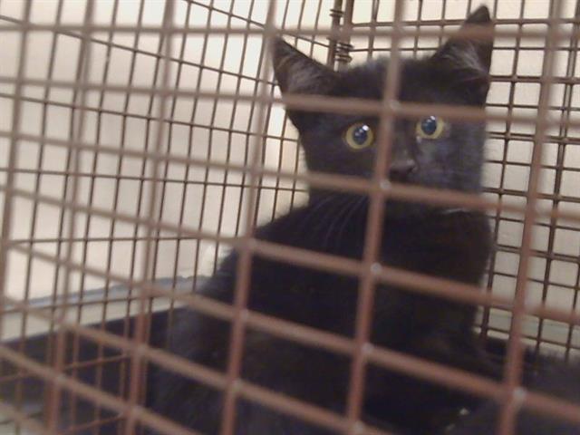 Shelter Stray Male Cat last seen FLAGSTAFF DR/ HAYCOCK ST, 95683, 3839 Bradshaw Rd, Sacramento, CA 95827, USA