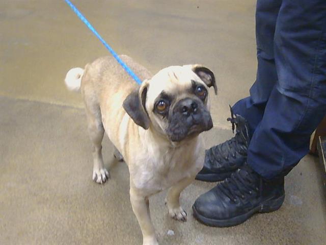 Shelter Stray Male Dog last seen ELKHORN BLVD/ DRY CREEK RD, 95673, 3839 Bradshaw Rd, Sacramento, CA 95827, USA