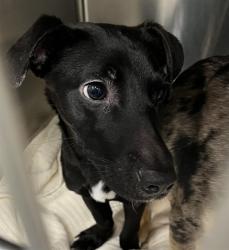 Shelter Stray Female Dog last seen Near BLOCK & SLEEPY HOLLOW RD LEESBURG, 12280 County Rd 448, Tavares, FL 32778, USA
